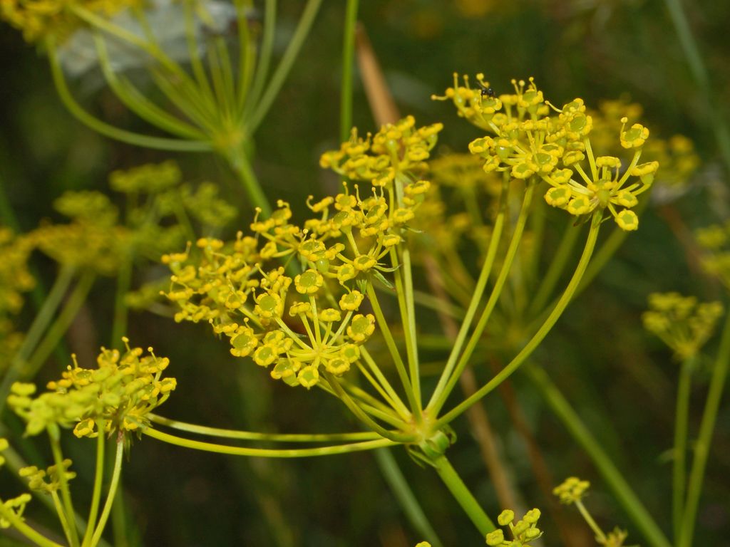 Una ombrellifera gialla - cfr. Anethum graveolens